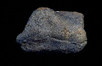 藏品(鯨骨)的圖片